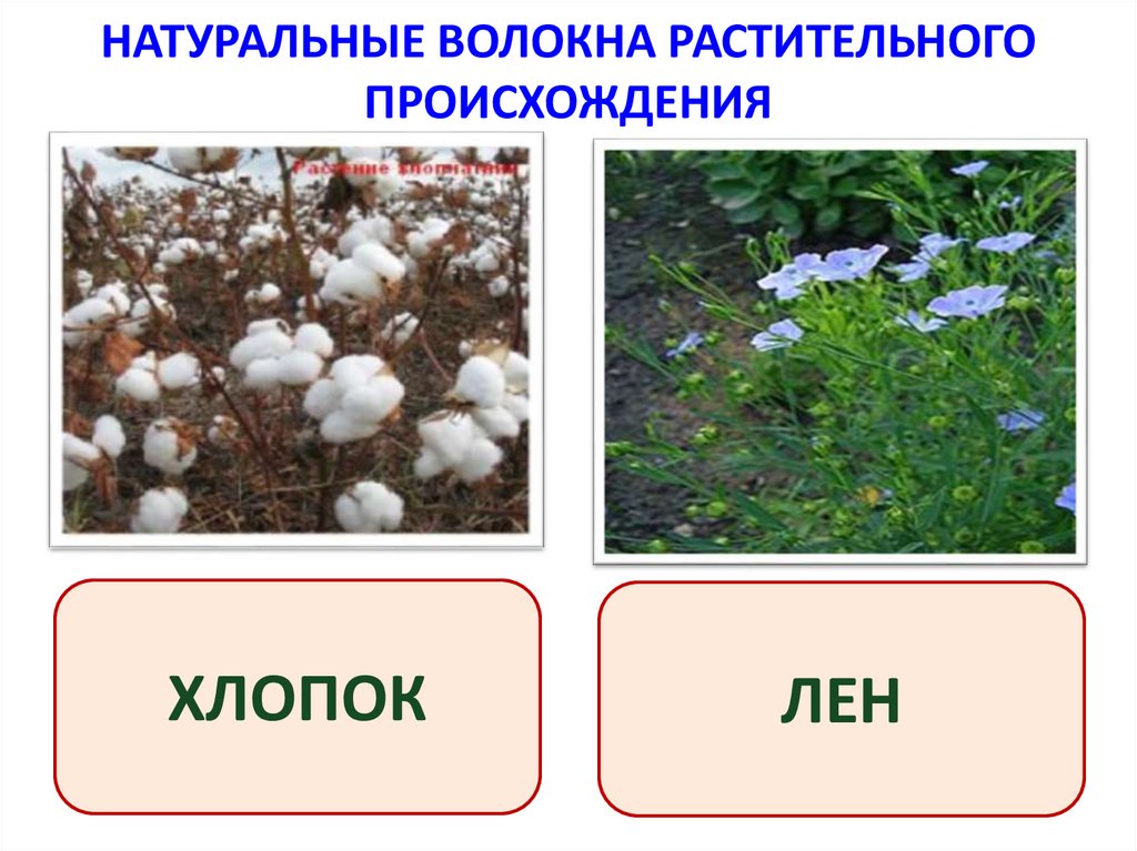 НАТУРАЛЬНЫЕ ВОЛОКНА РАСТИТЕЛЬНОГО ПРОИСХОЖДЕНИЯ