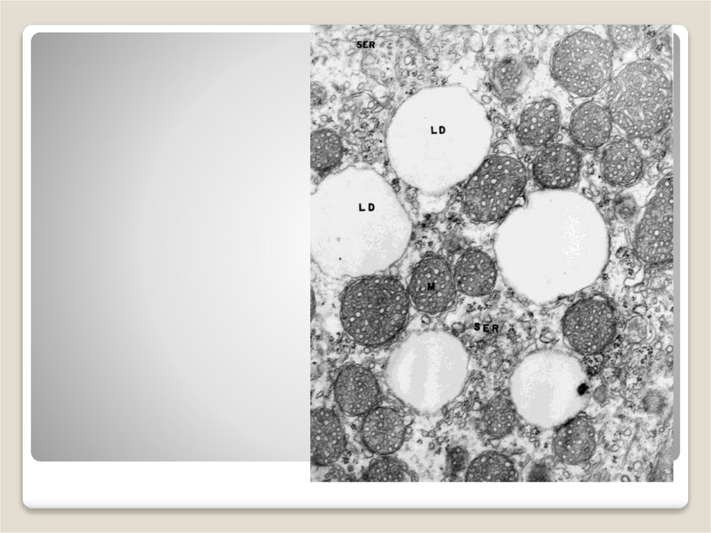 Липидные капли