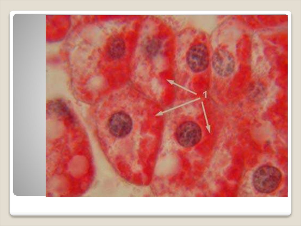 Гранулы гликогена