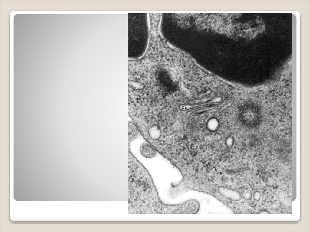 Центриоли, х 115 000