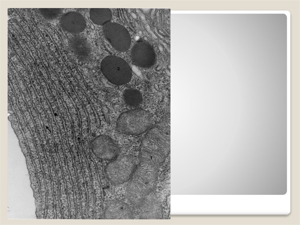 Шероховатая ЭПС, х 93000