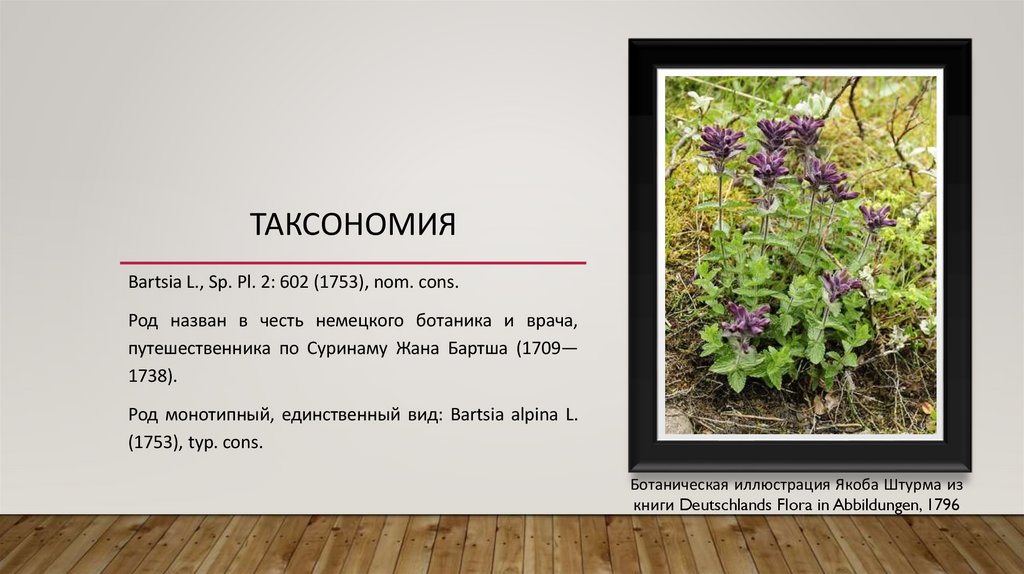 Таксономия