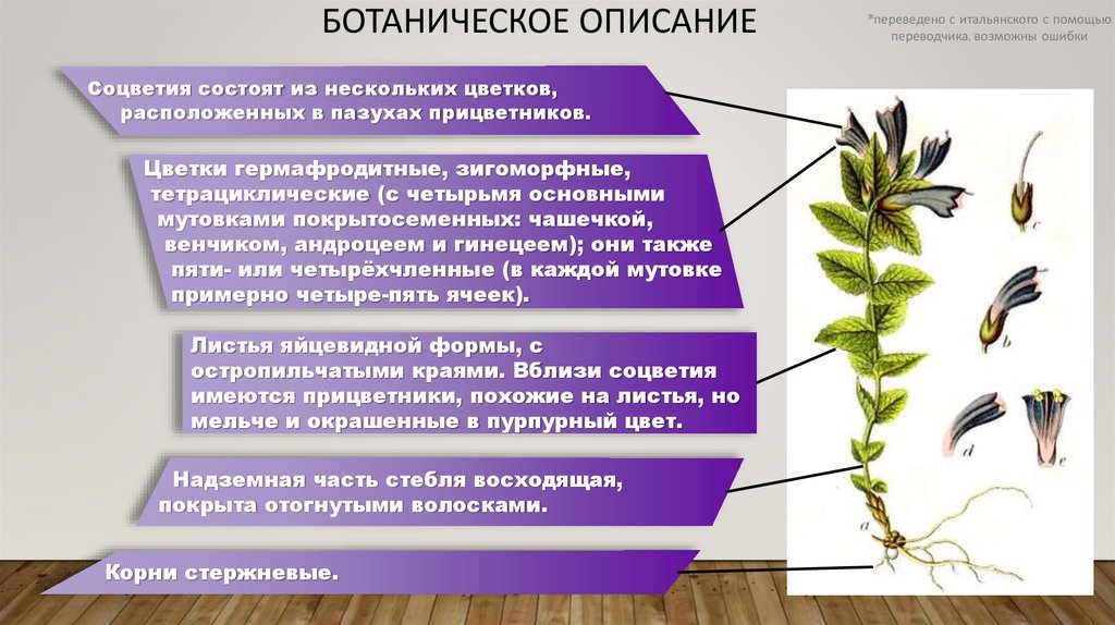 Ботаническое описание