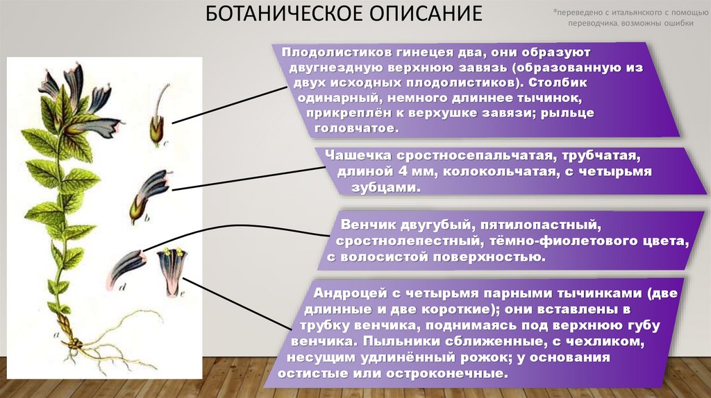 Ботаническое описание