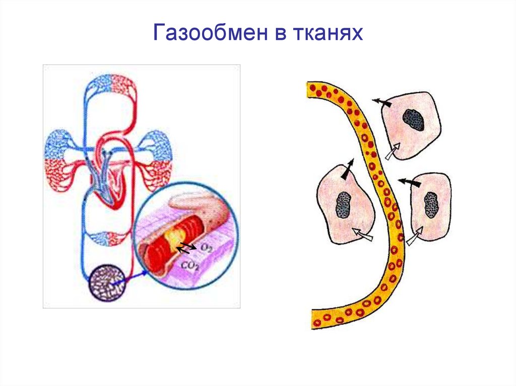 Газообмен в тканях