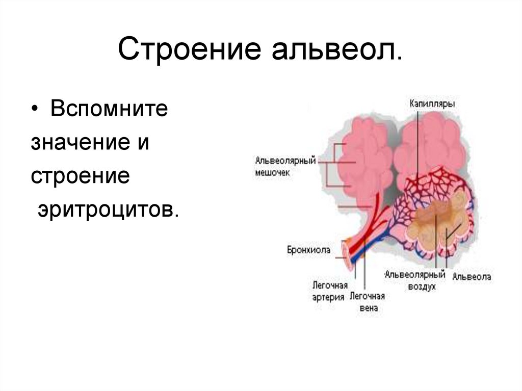 Строение альвеол.