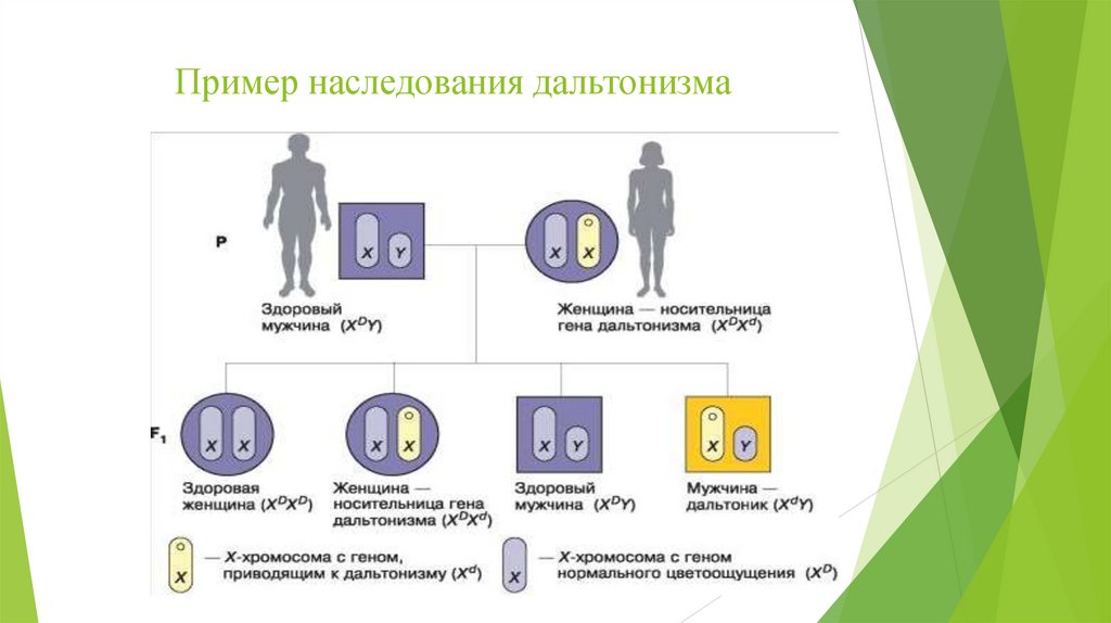 Пример наследования дальтонизма