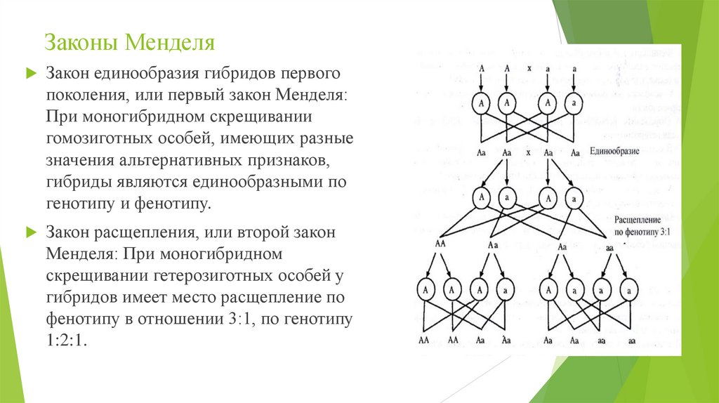 Законы Менделя