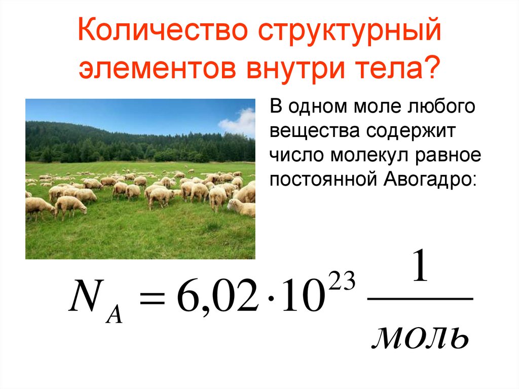 Количество структурный элементов внутри тела?