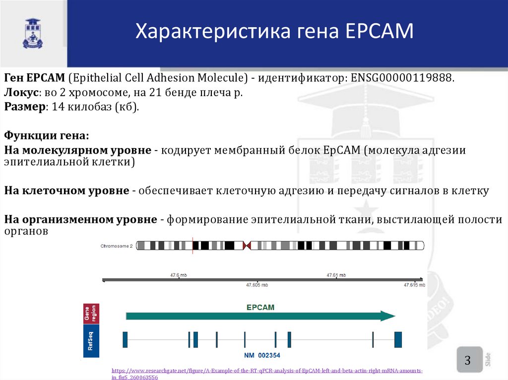 Характеристика гена EPCAM