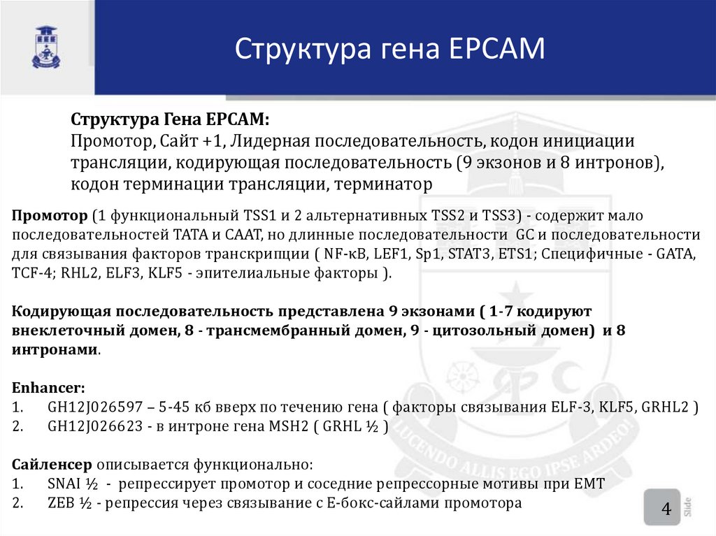 Структура гена EPCAM