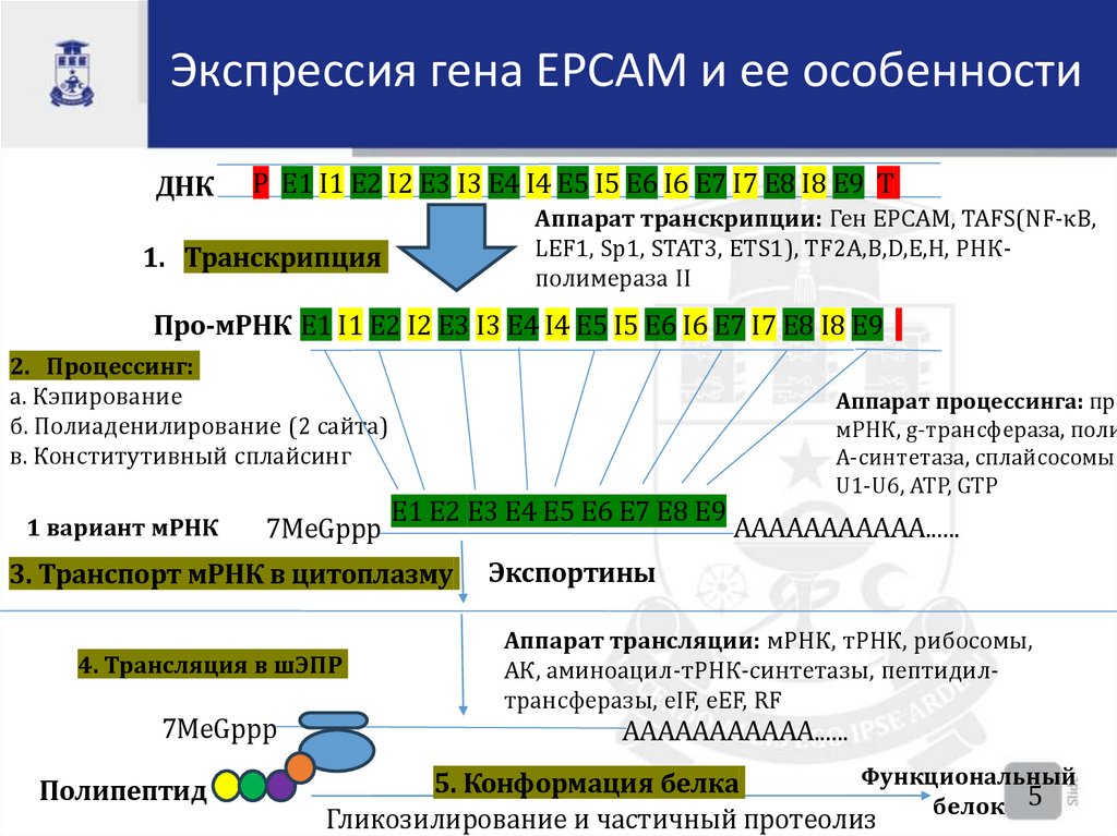 Экспрессия гена EPCAM и ее особенности