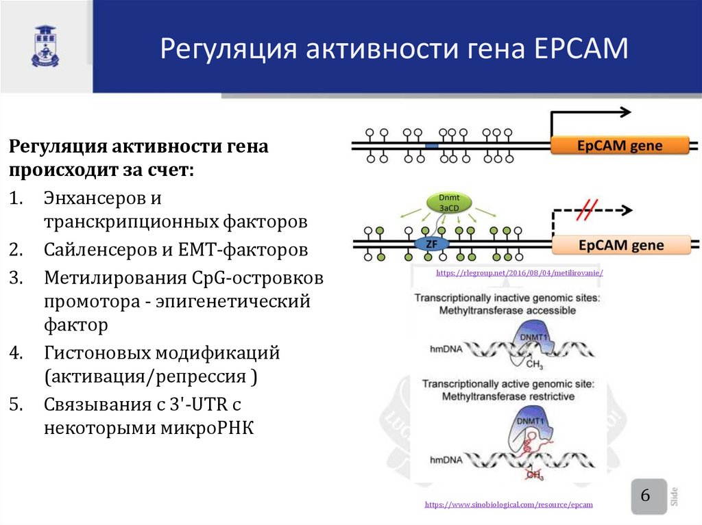 Регуляция активности гена EPCAM