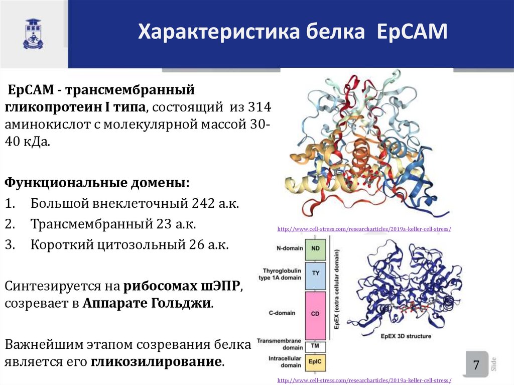 Характеристика белка EpCAM