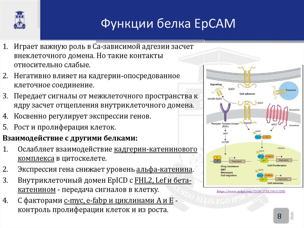 Функции белка EpCAM