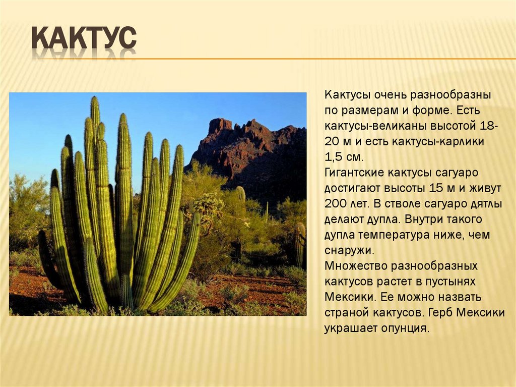 Кактус