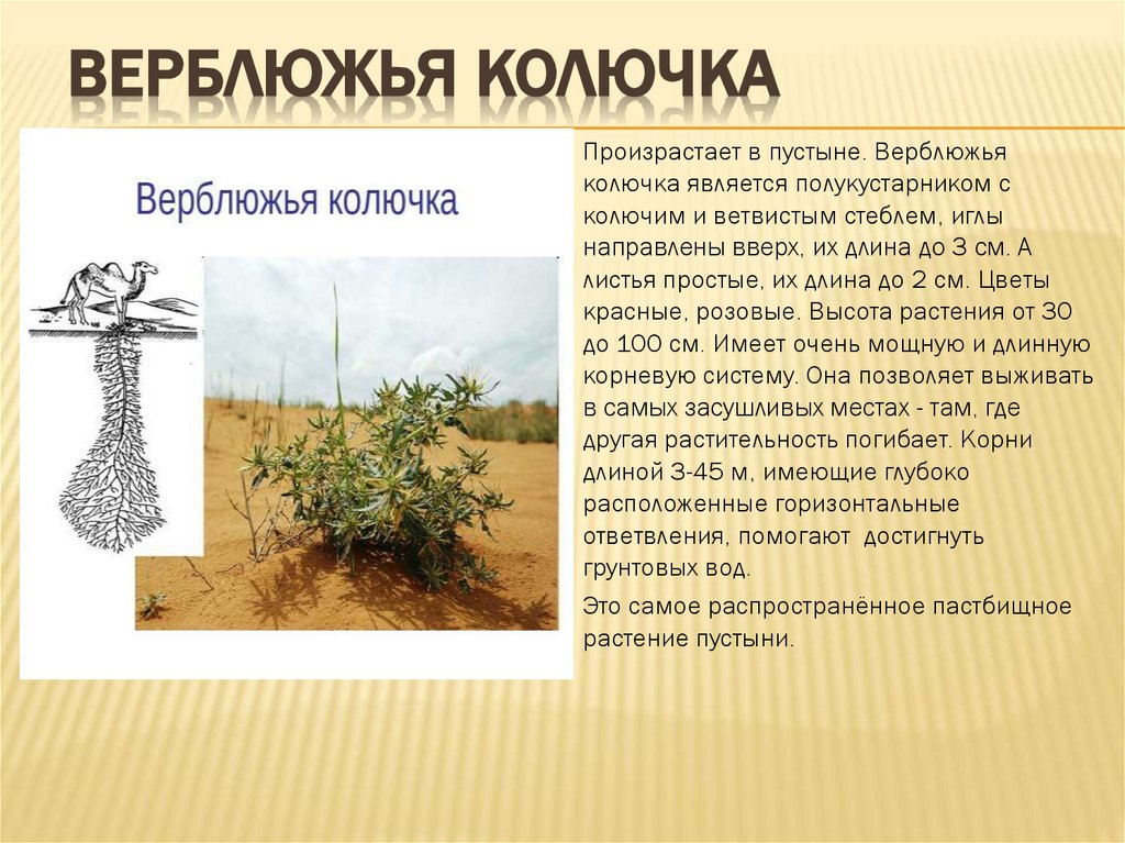 Верблюжья колючка