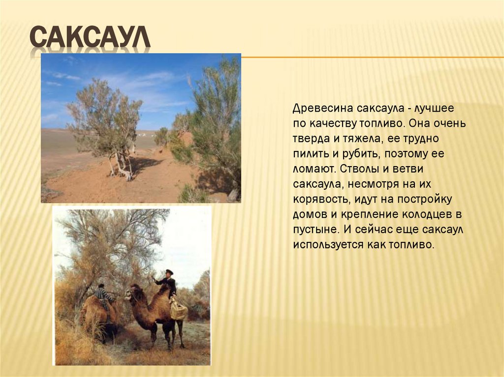 Саксаул