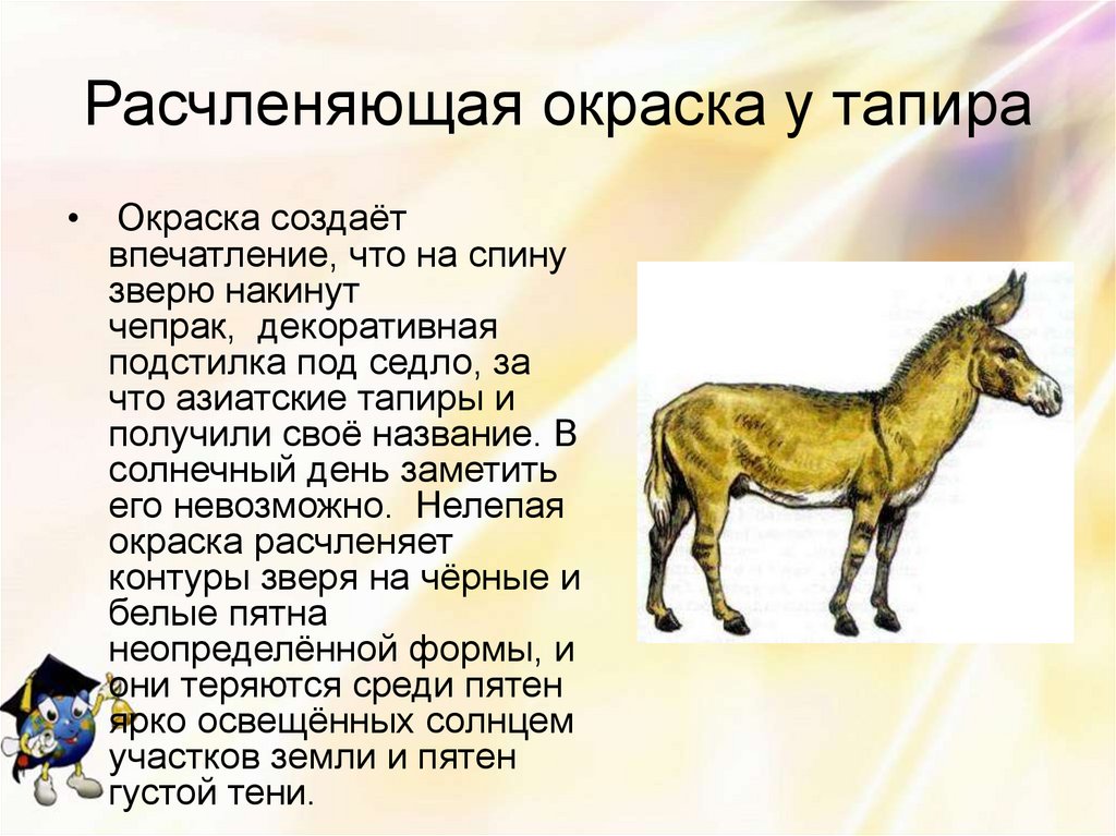 Расчленяющая окраска у тапира