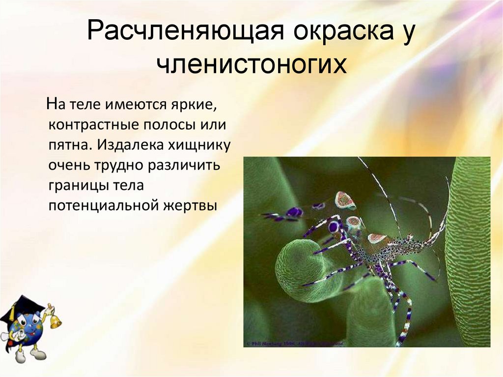 Расчленяющая окраска у членистоногих