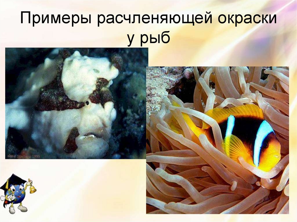 Примеры расчленяющей окраски у рыб