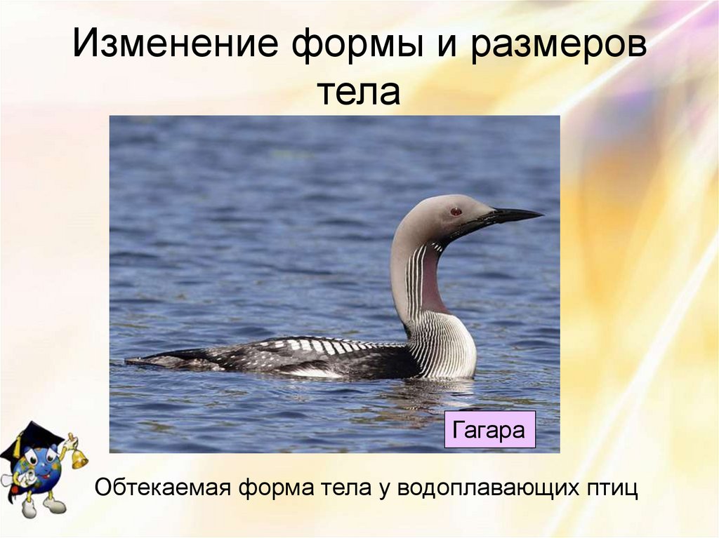 Изменение формы и размеров тела