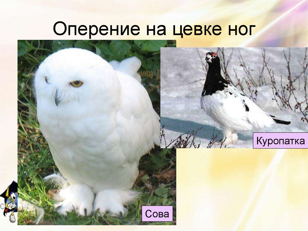 Оперение на цевке ног
