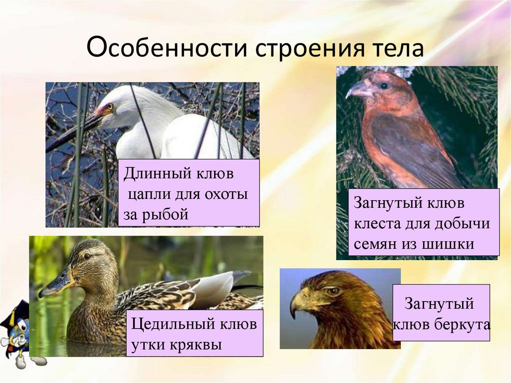 Особенности строения тела