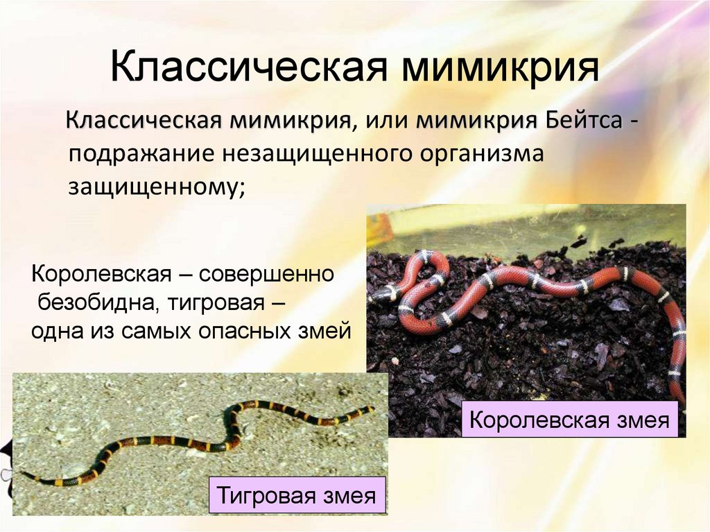 Классическая мимикрия