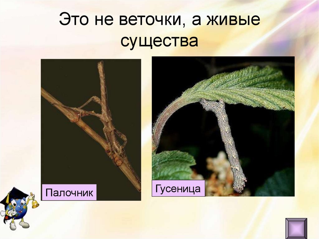 Это не веточки, а живые существа