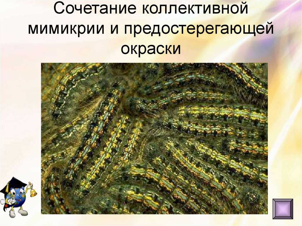 Сочетание коллективной мимикрии и предостерегающей окраски