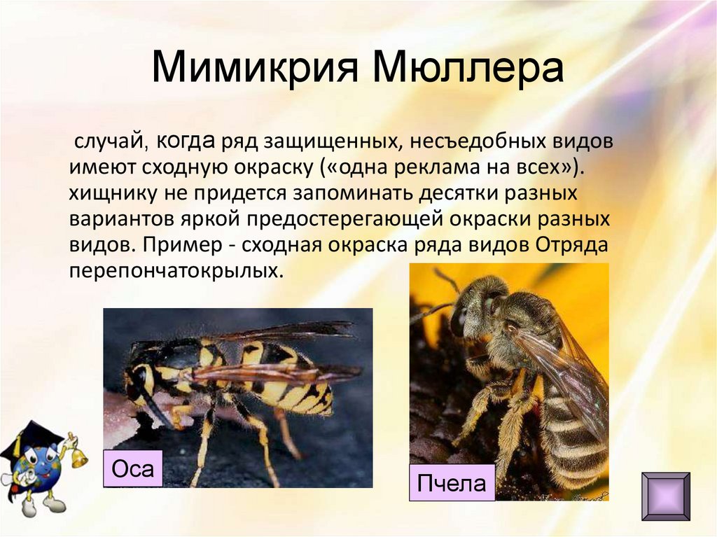 Мимикрия Мюллера