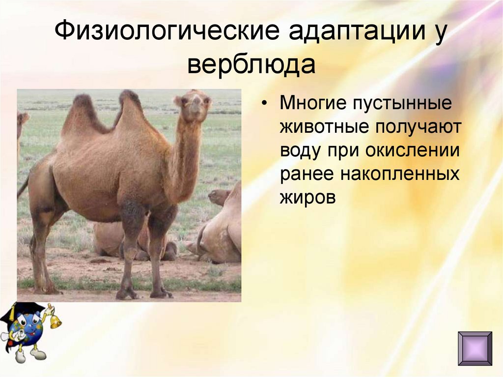 Физиологические адаптации у верблюда