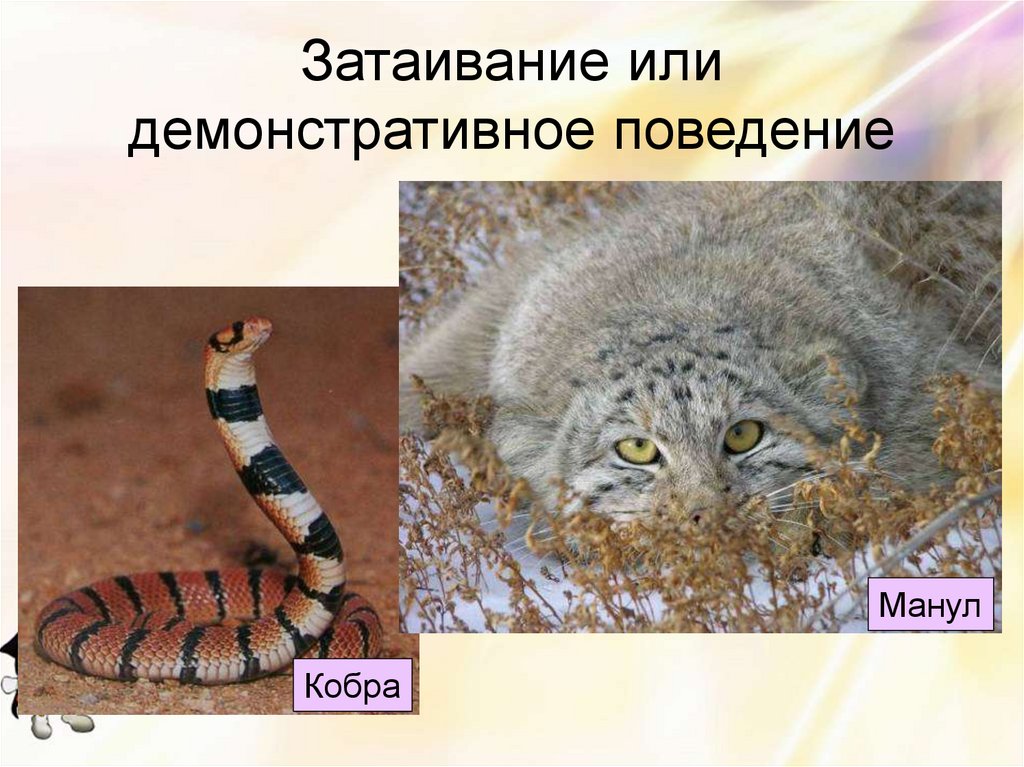 Затаивание или демонстративное поведение