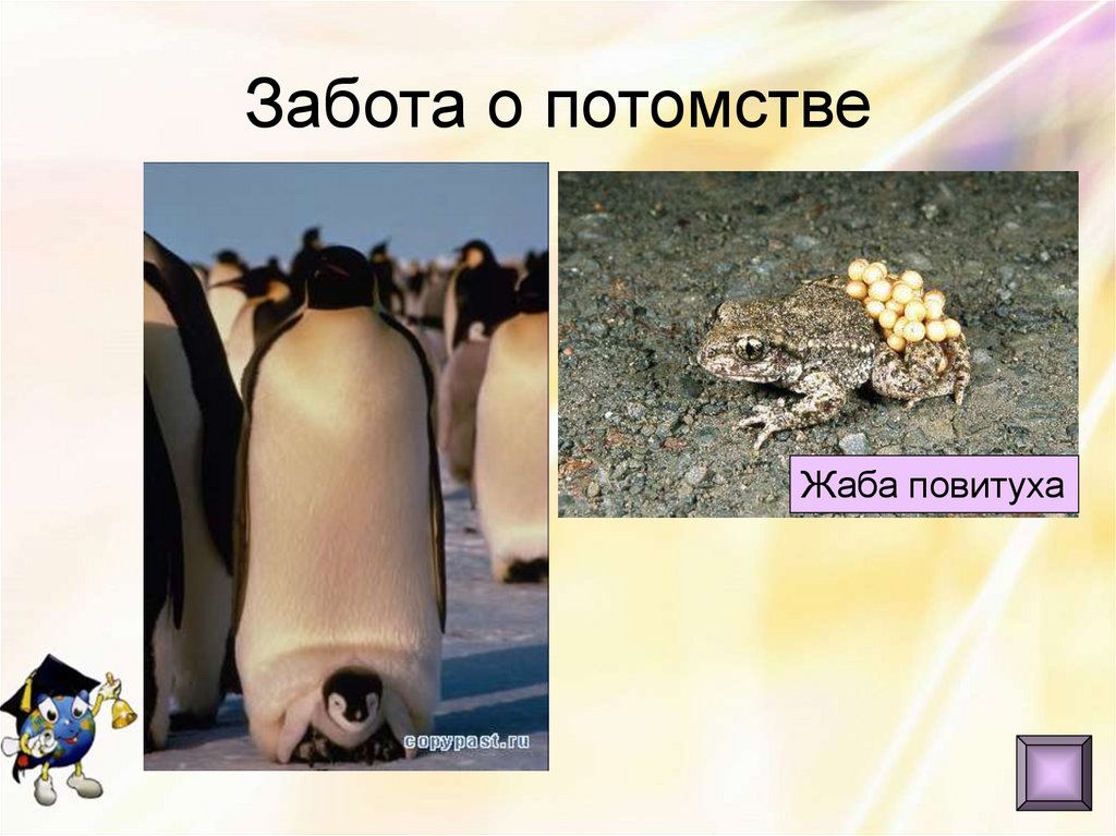 Забота о потомстве