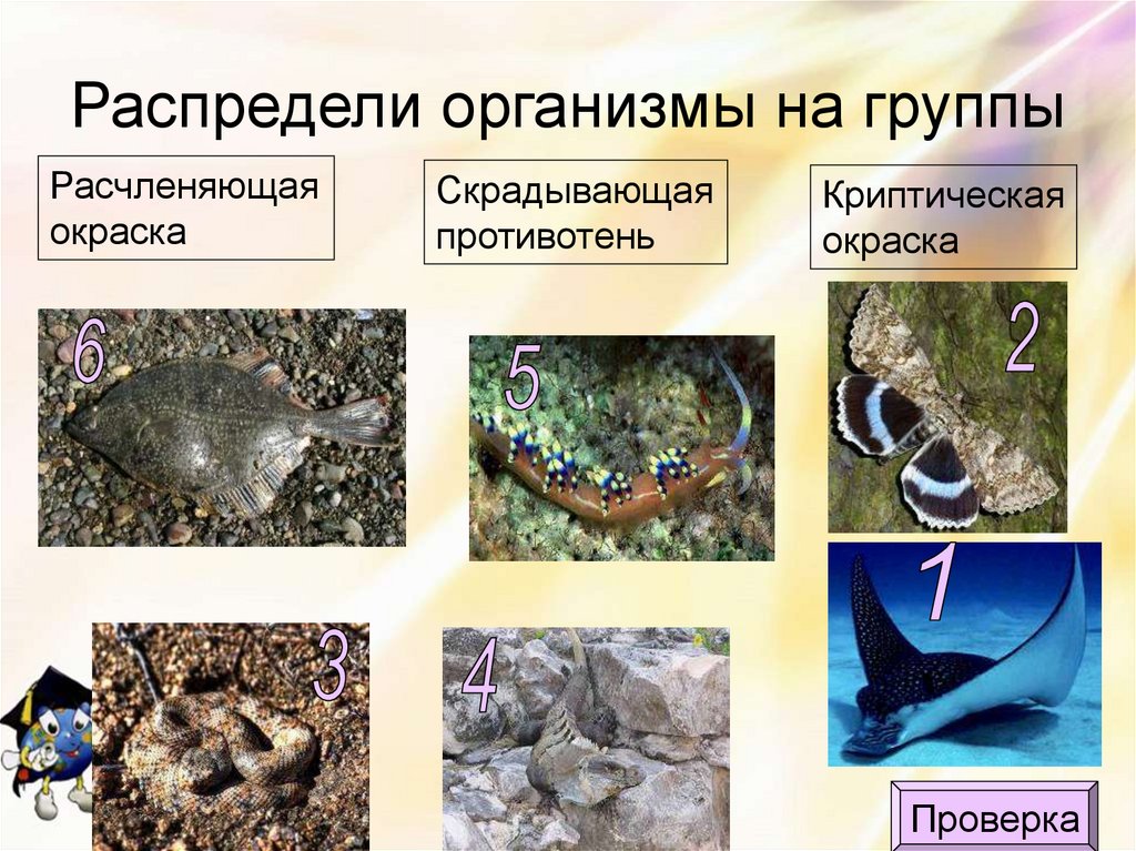 Распредели организмы на группы