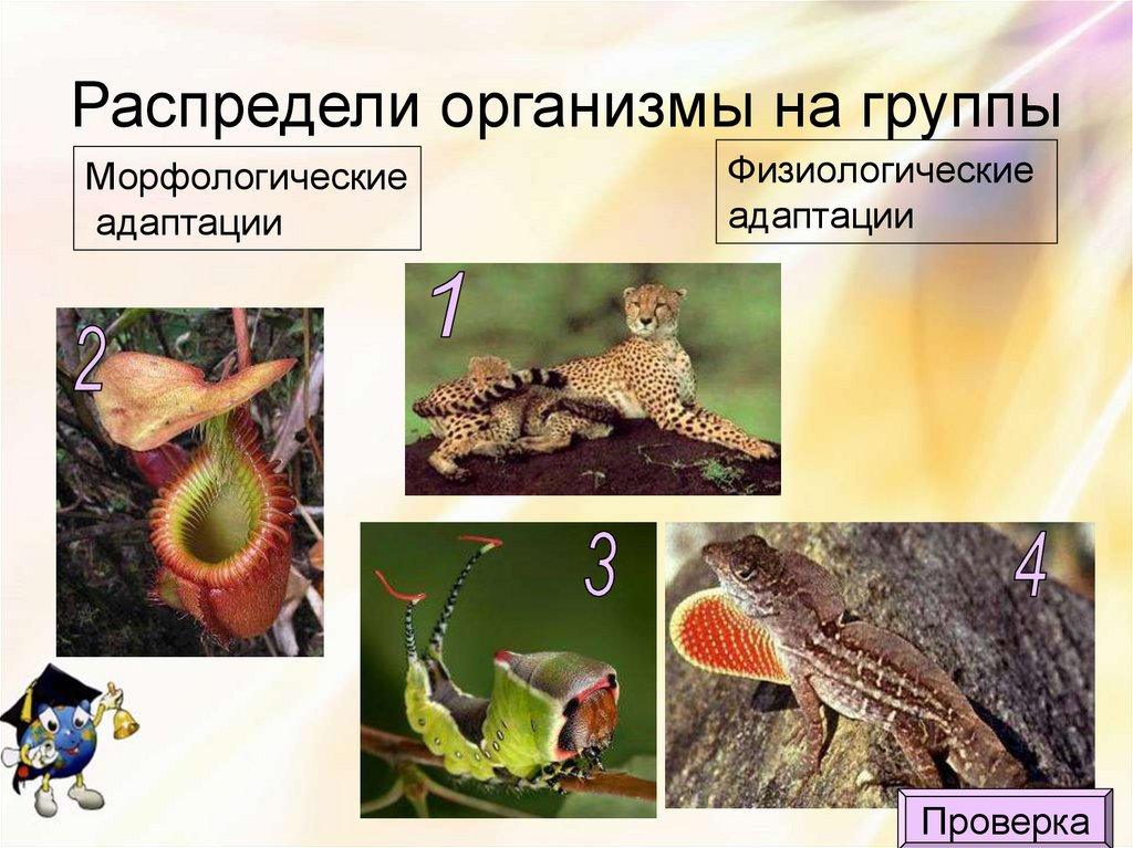 Распредели организмы на группы