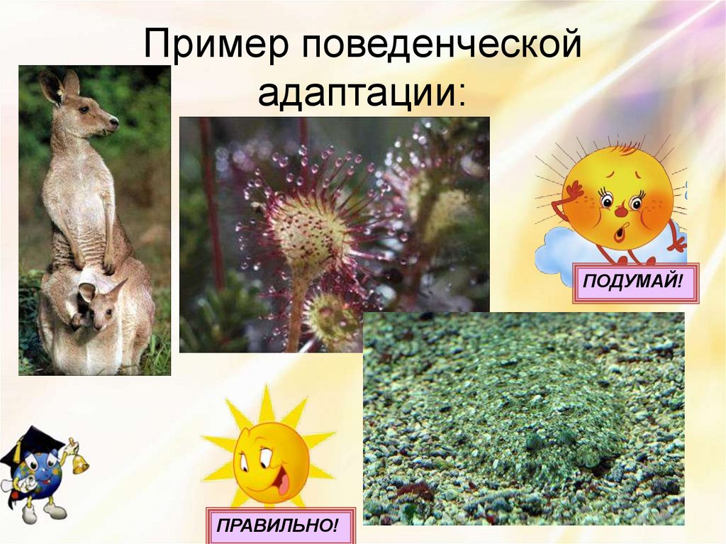 Пример поведенческой адаптации: