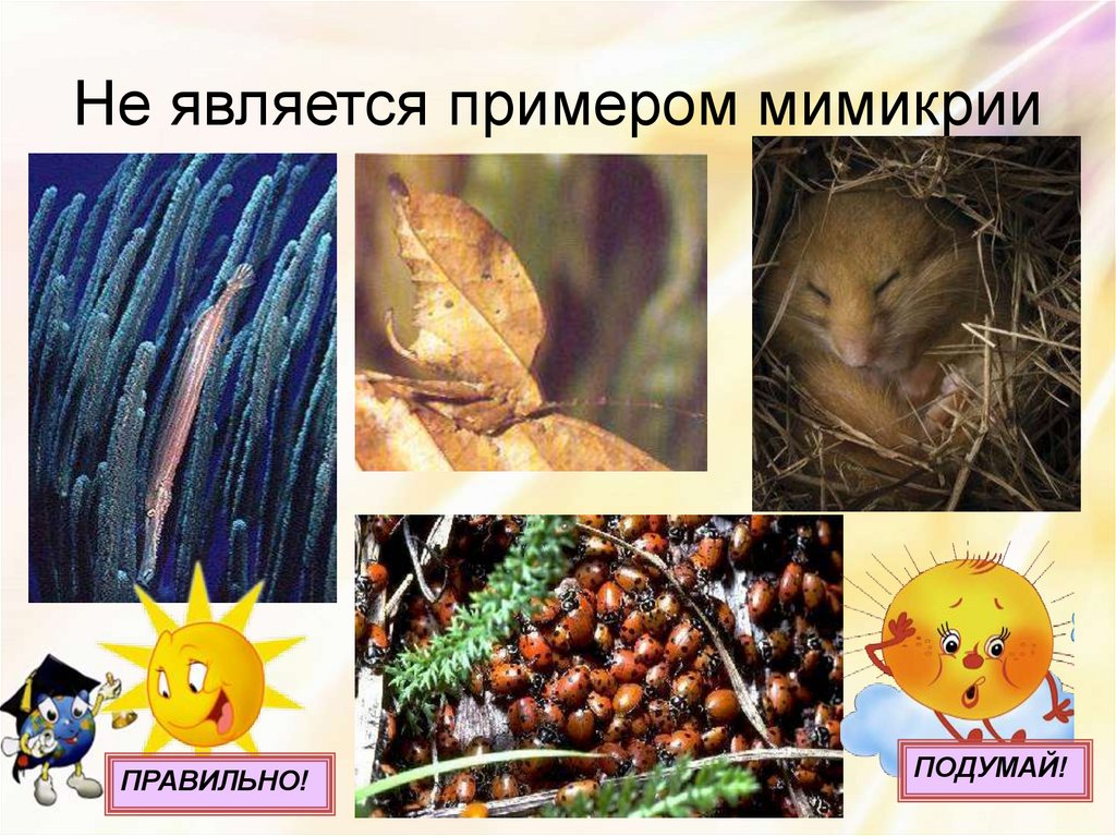 Не является примером мимикрии