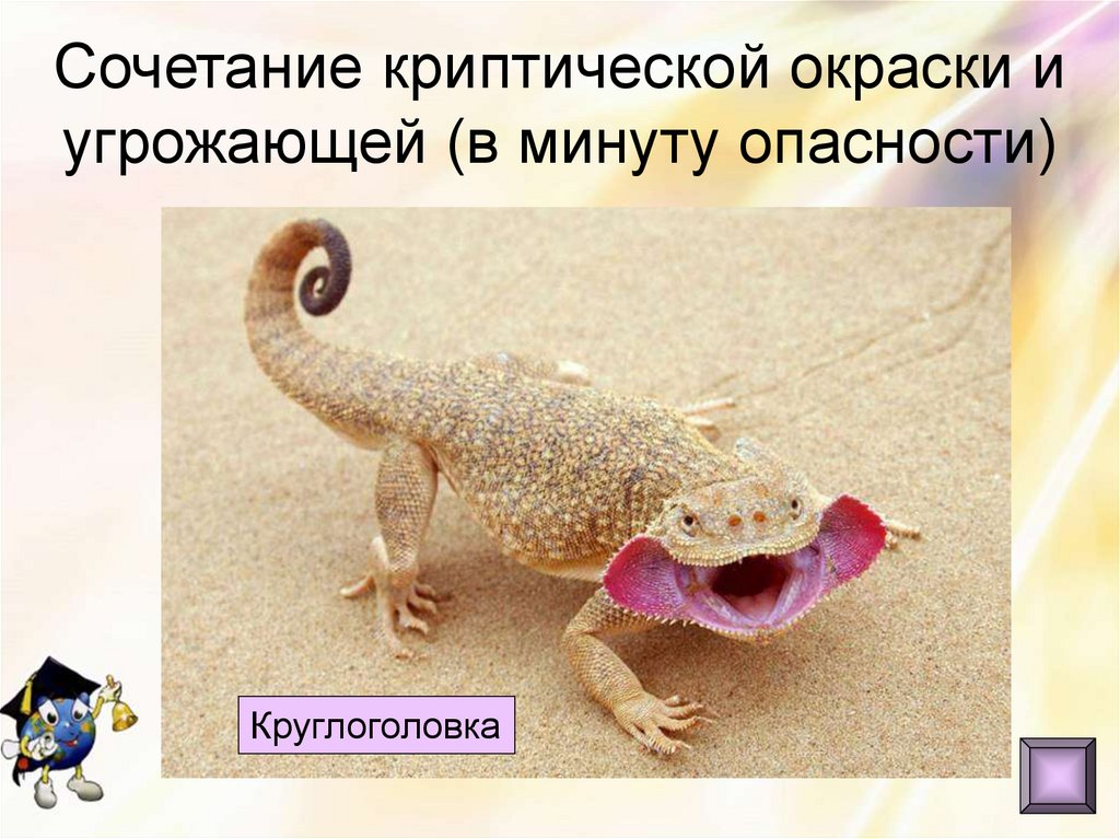 Сочетание криптической окраски и угрожающей (в минуту опасности)