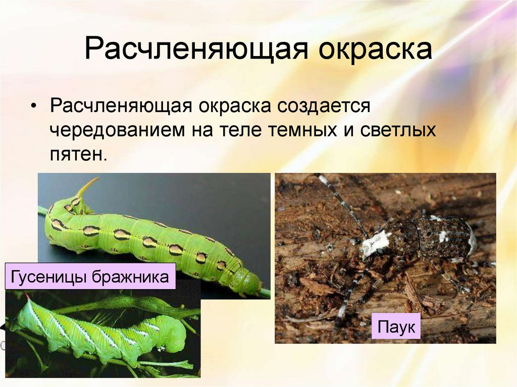 Расчленяющая окраска