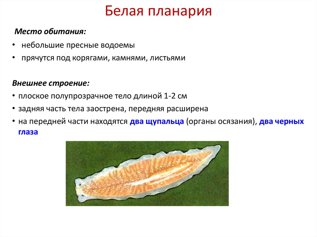 Белая планария