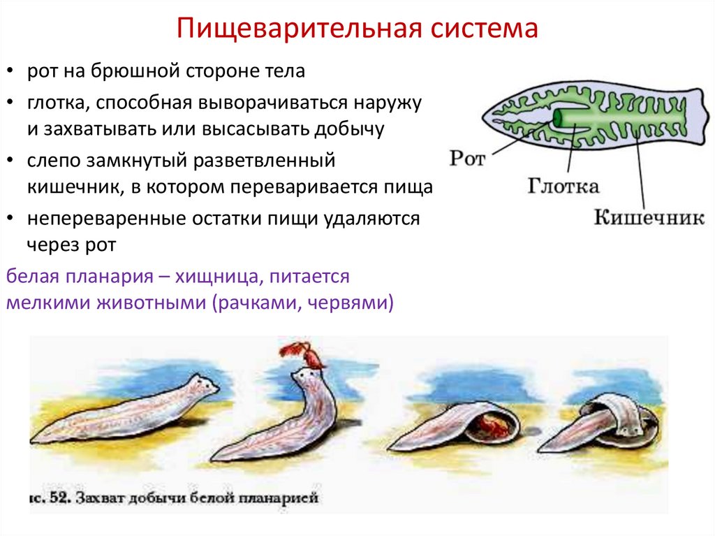 Пищеварительная система