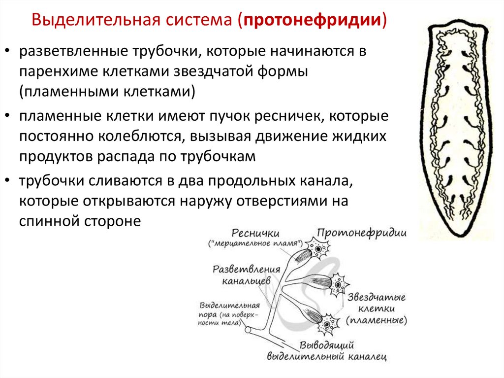 Выделительная система (протонефридии)
