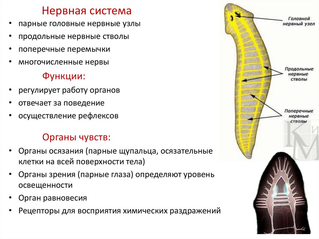 Нервная система