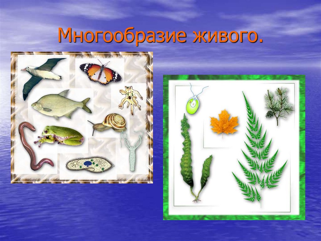 Многообразие живого.