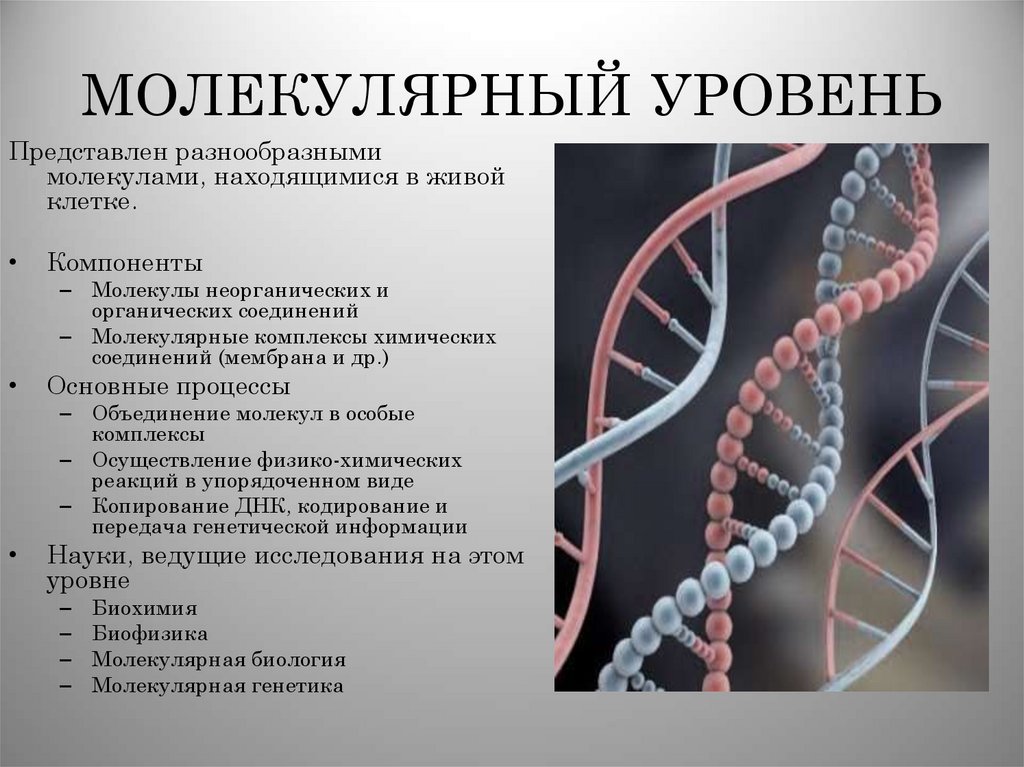 МОЛЕКУЛЯРНЫЙ УРОВЕНЬ