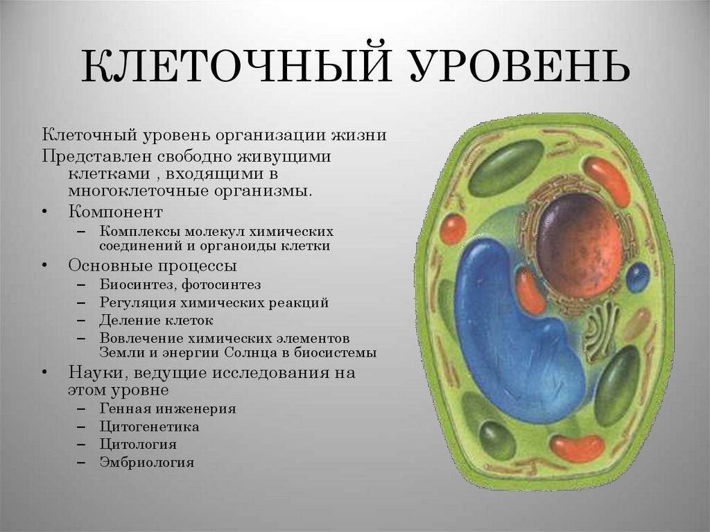 КЛЕТОЧНЫЙ УРОВЕНЬ