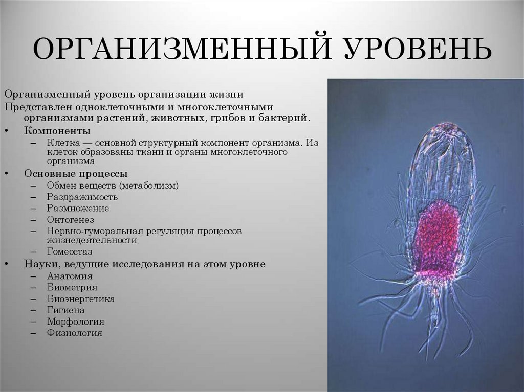 ОРГАНИЗМЕННЫЙ УРОВЕНЬ