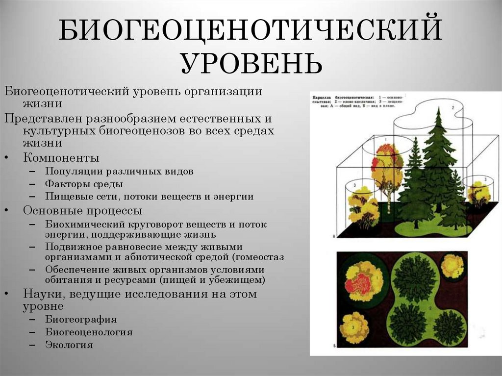 БИОГЕОЦЕНОТИЧЕСКИЙ УРОВЕНЬ